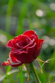 红玫瑰