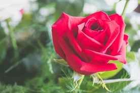 红玫瑰