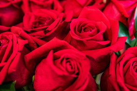 红玫瑰