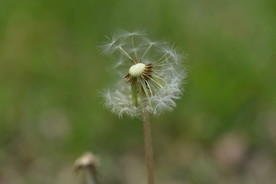 蒲公英