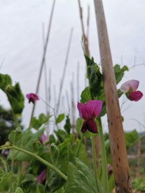 豌豆花