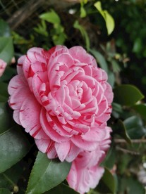 茶花