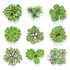植物顶视图