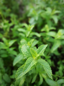 薄荷