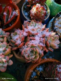 多肉 雪景