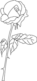 玫瑰