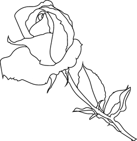 玫瑰