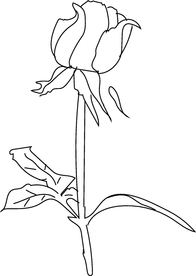 玫瑰
