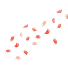 玫瑰