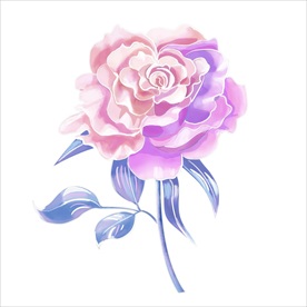 玫瑰