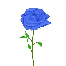 玫瑰