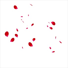 玫瑰