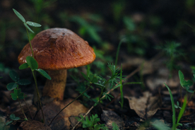 野蘑菇