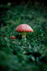 野蘑菇
