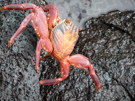 螃蟹