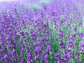 薰衣草