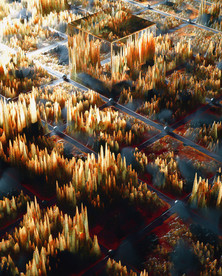 C4D模型植物石头地表