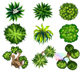 植物顶视图
