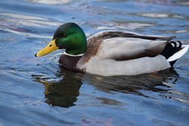 绿头鸭