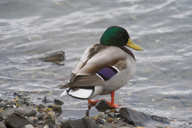 绿头鸭