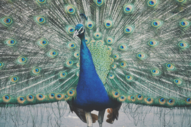 孔雀