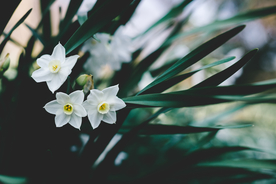 水仙花