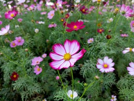 小粉花