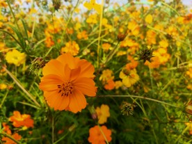小黄花