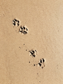 沙滩狗脚印