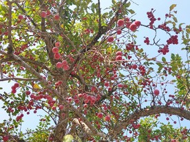 红果树