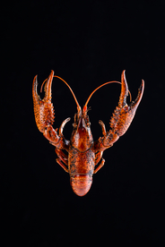 小龙虾美食食材背景素材