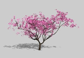 植物 3D树 桃树 SU模型