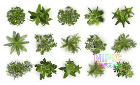 植物顶视图