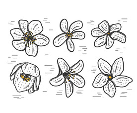 手绘花草剪影图片
