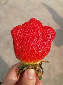 草莓