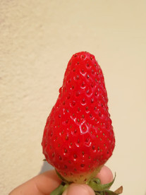 一棵草莓