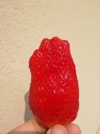 草莓
