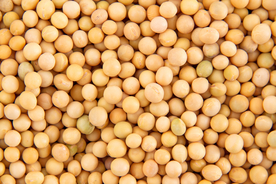 黄豆