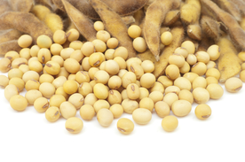 黄豆