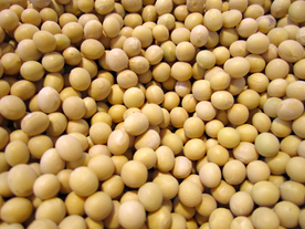 黄豆