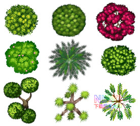 植物顶视图