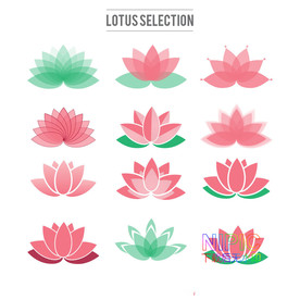 荷花