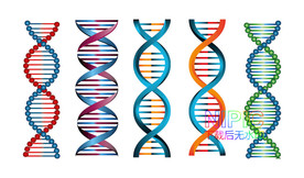 dna图形