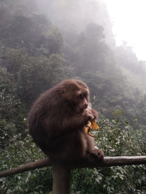 峨眉山猴子
