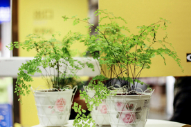 盆栽
