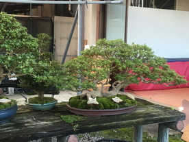 盆景