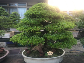 盆景