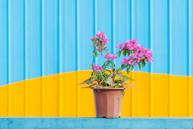 盆花