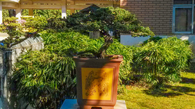 盆景