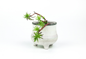 盆栽